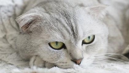 kaiyun app download-FPX粉丝见面会圆满举行,fpx赛后粉丝见面会