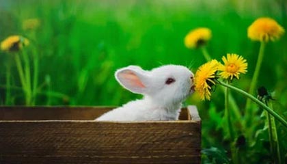 kaiyun app download-FPX粉丝见面会圆满举行,fpx赛后粉丝见面会